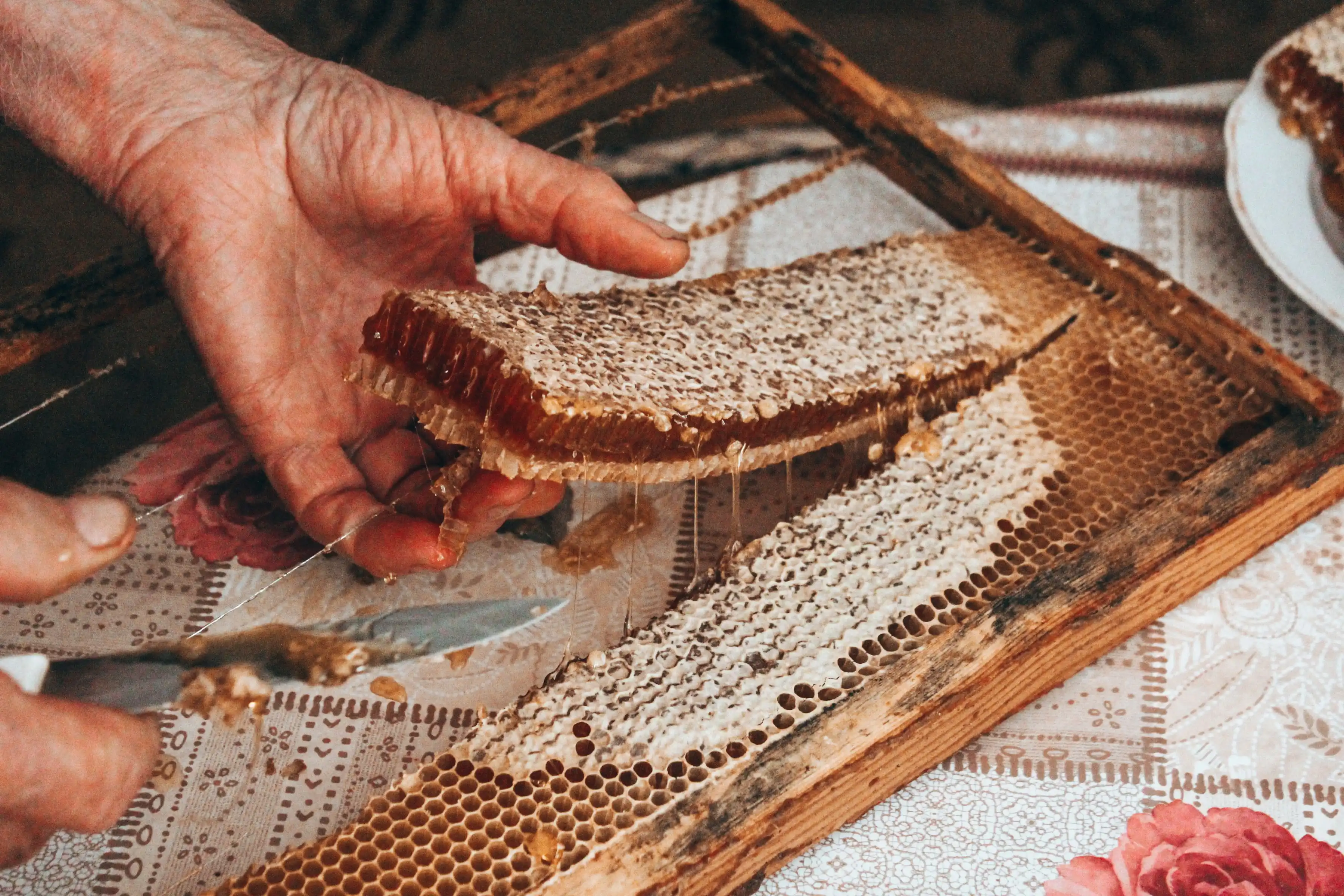 Colmena de abejas nativas sin aguijón (meliponas) en una caja de madera
